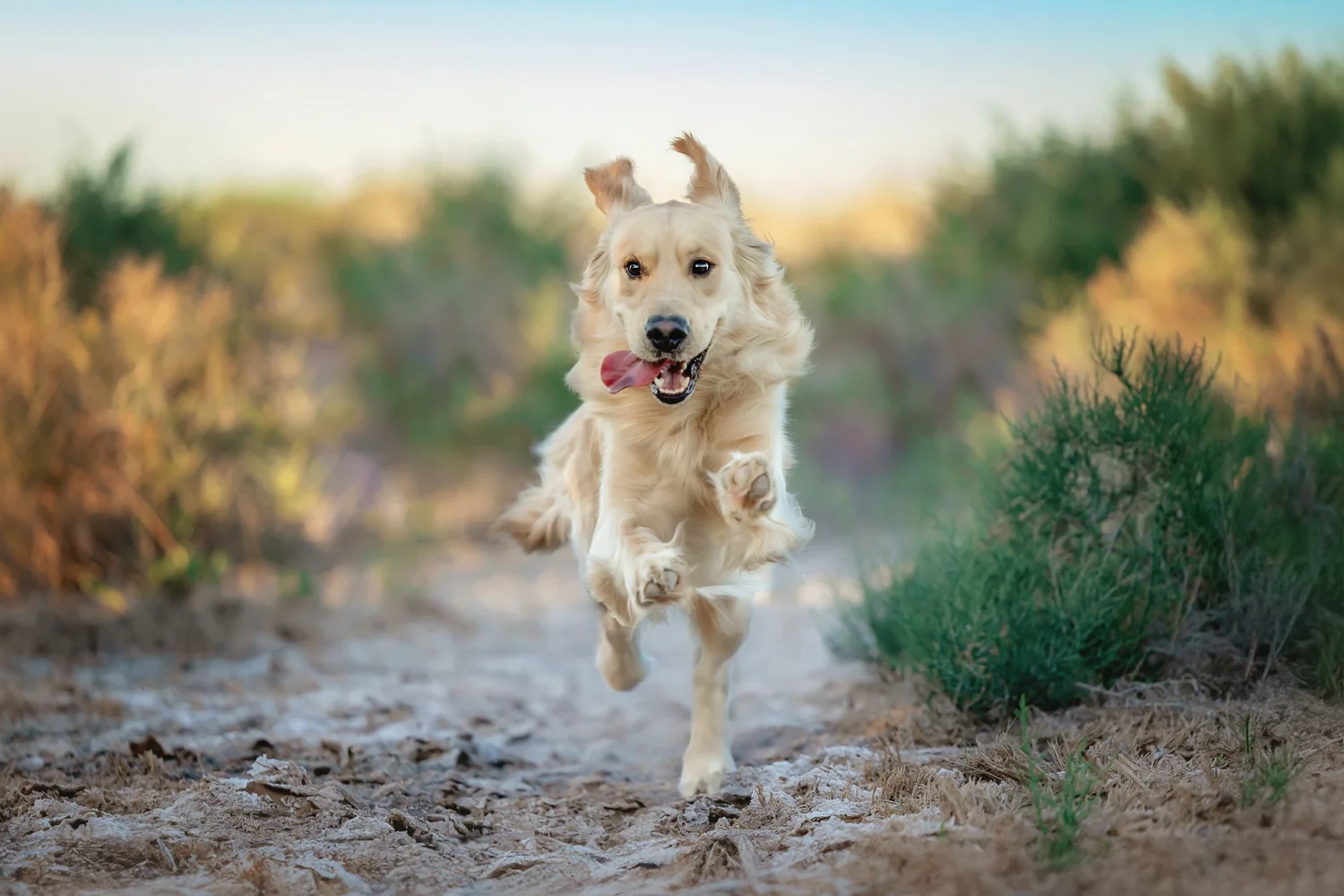 Free Pet Portraits in the Park - Capriola Park